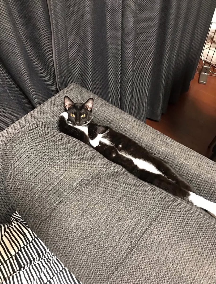 Cats for Happiness. tweet media