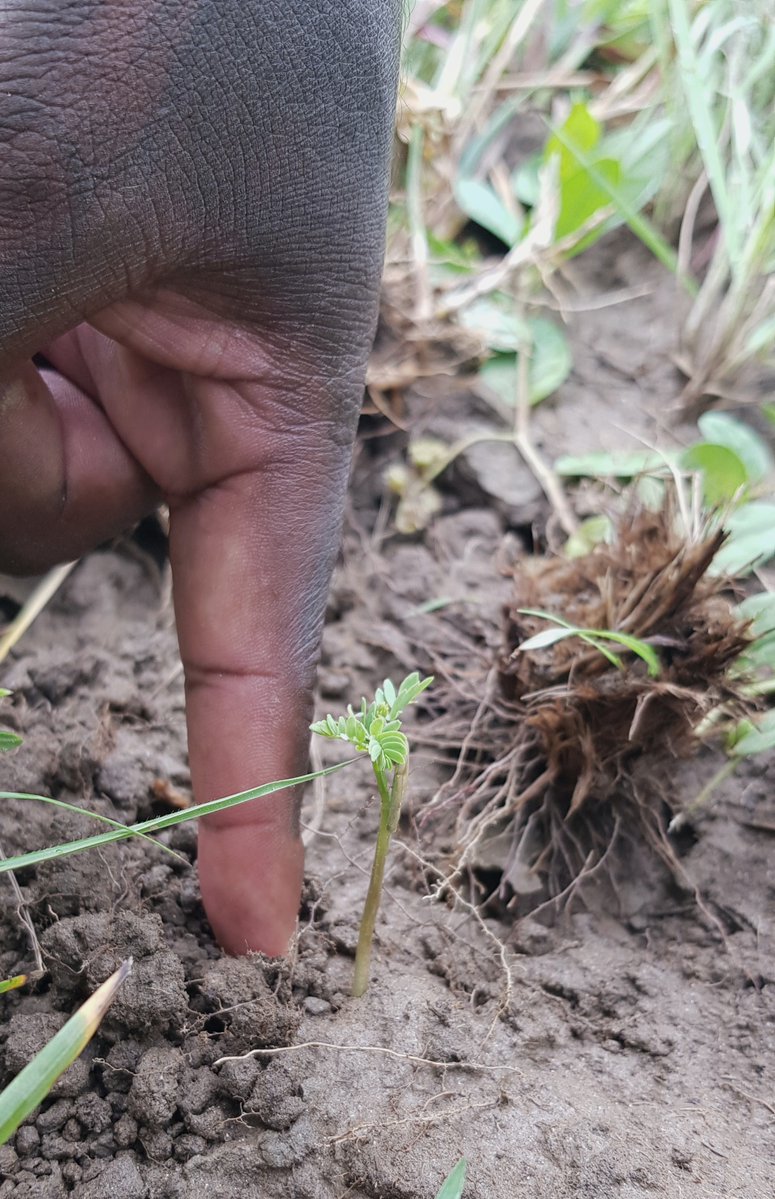 Green Gold Social 🌱 tweet media