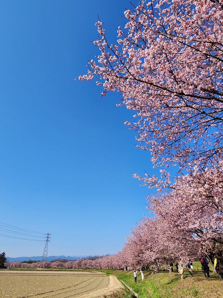 cherry1788's tweet photo. ちょっとそこまでお花見🌸

北浅羽桜堤公園@坂戸 https://t.co/h8jEvrKQHe