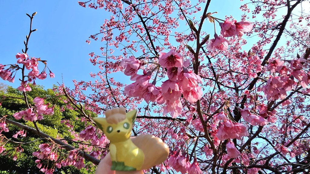 あみな tweet media