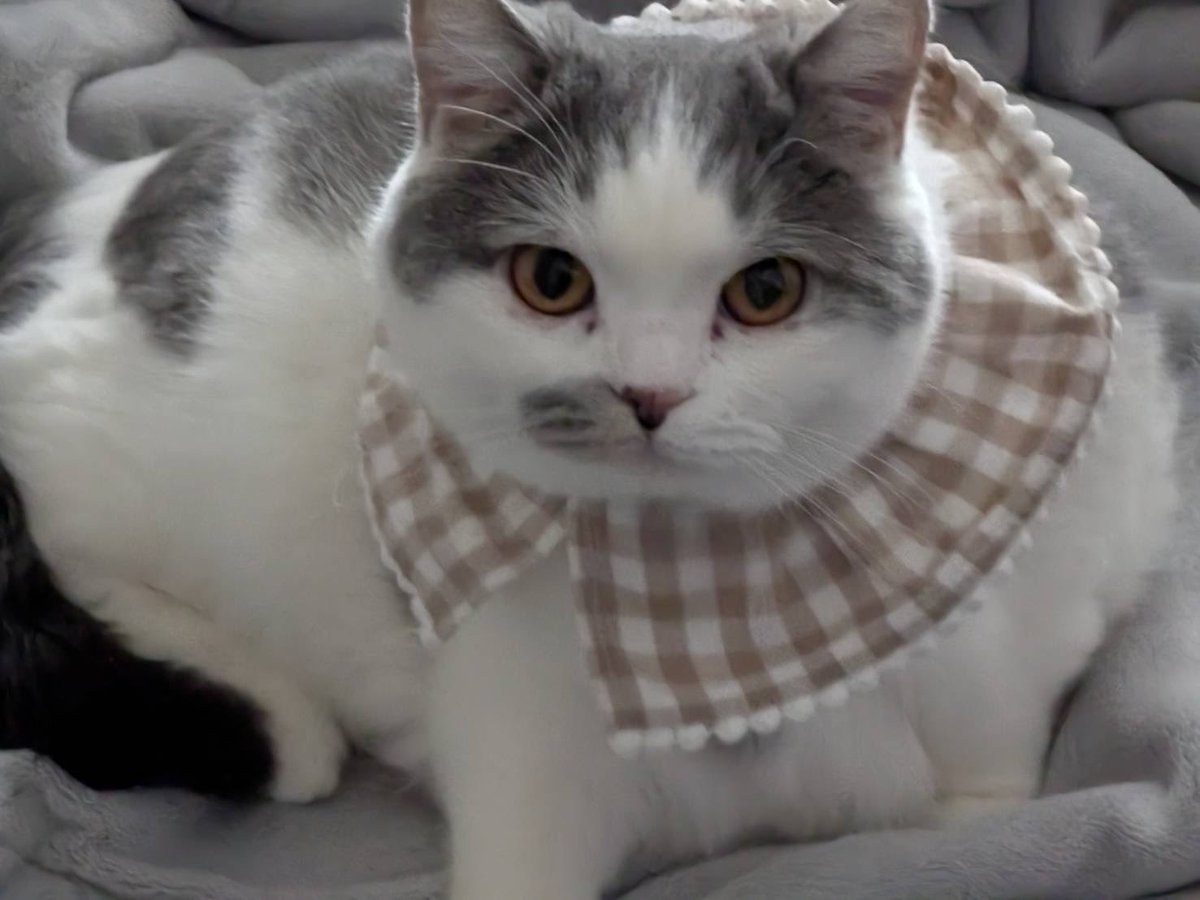 シーシャカフェ 西池袋 Nopal Shisha tweet media