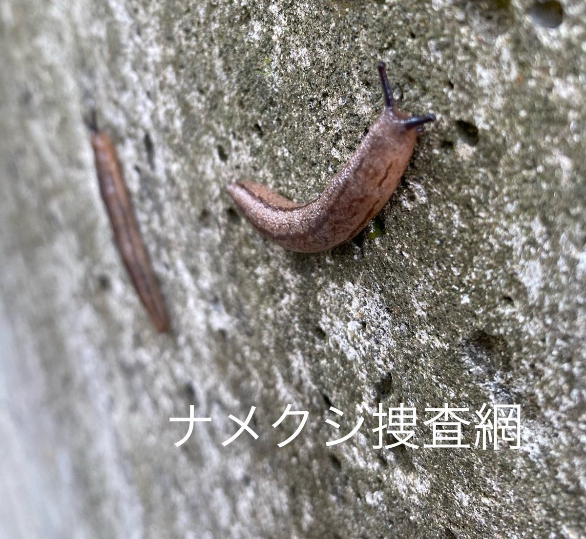 ナメクジ捜査網 tweet media
