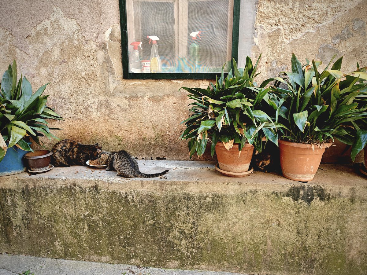 пламене (parody) tweet media