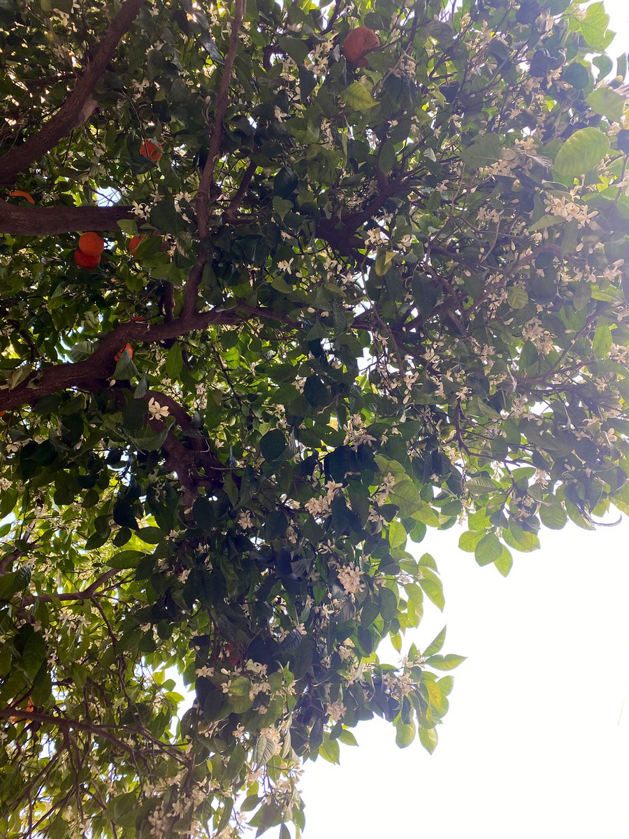 Angel Viñas Vera tweet media