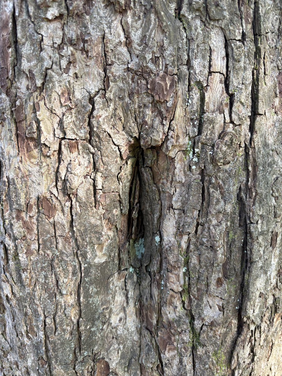 Exeter Trees tweet media