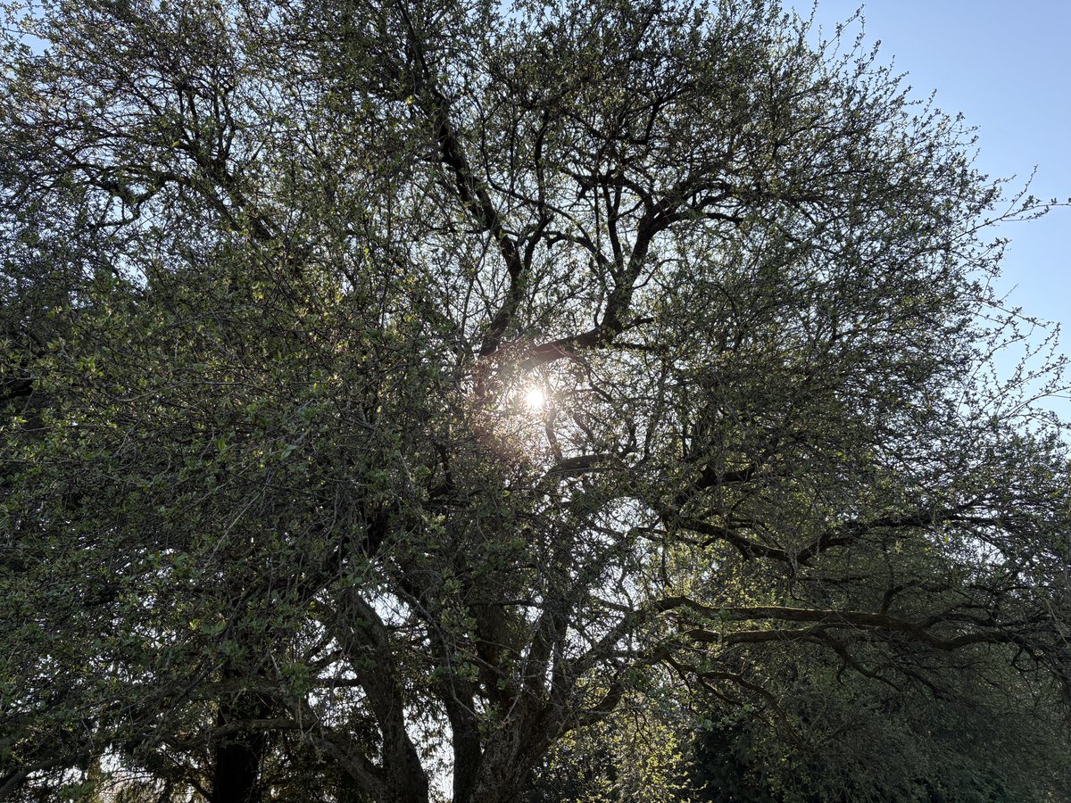 Exeter Trees tweet media