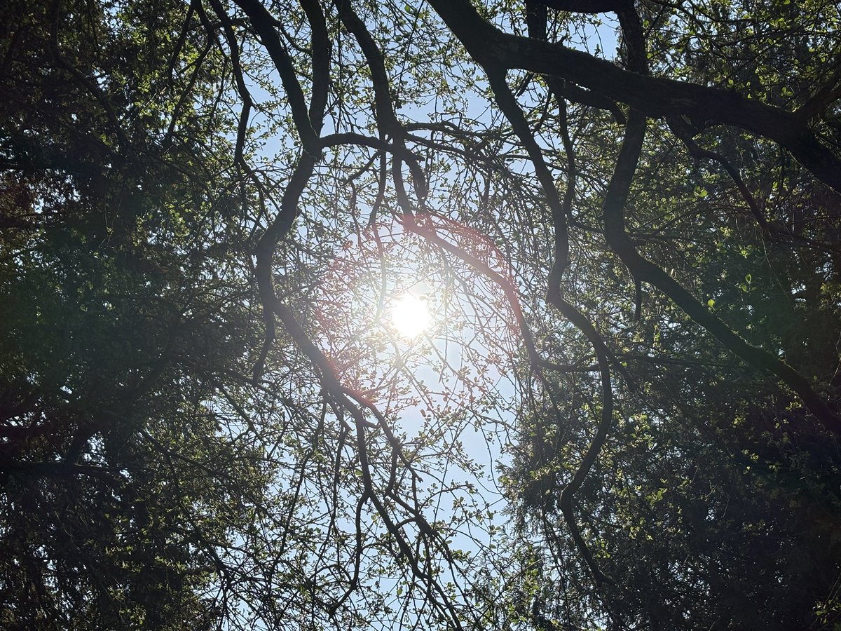 Exeter Trees tweet media