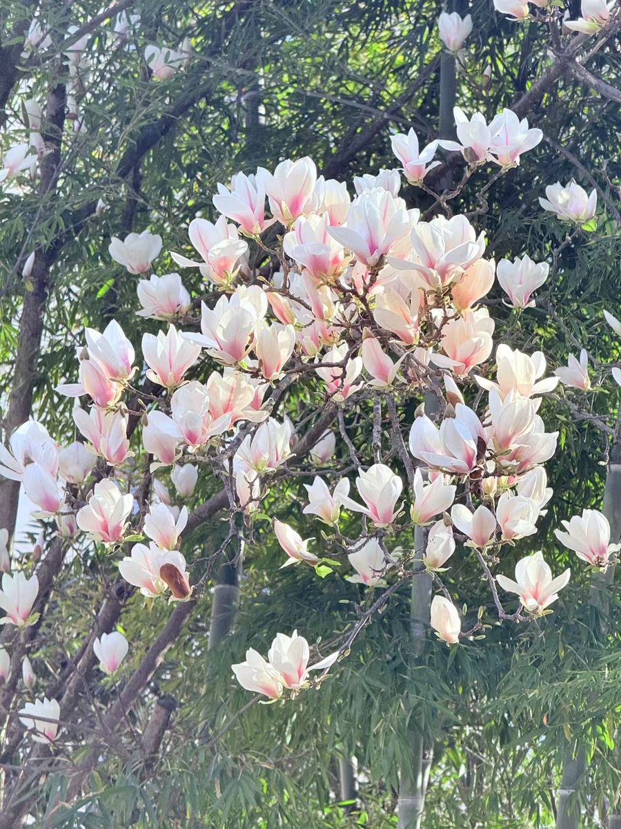 Emily1005_'s tweet image. Enjoy the sunny spring blossom scenery‌:
The Sea of Yulan Mongolia.🌷
#springflowers 
#springscenery 
#yulanmongolia