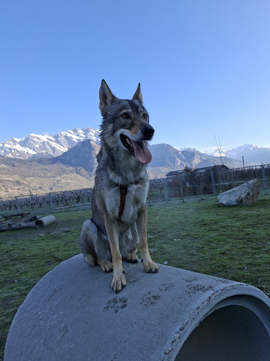 🇨🇭🌲Eric, CEO of the Swiss🌲🇨🇭 tweet media