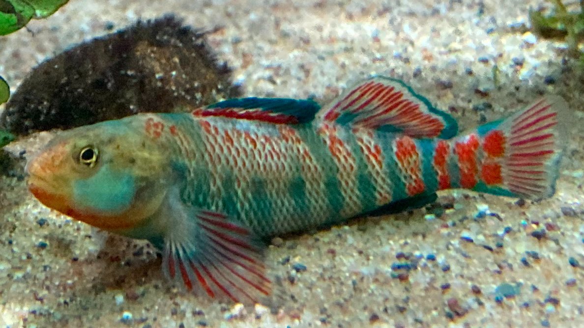 こんどう ゆうき Yuki Kondo tweet media