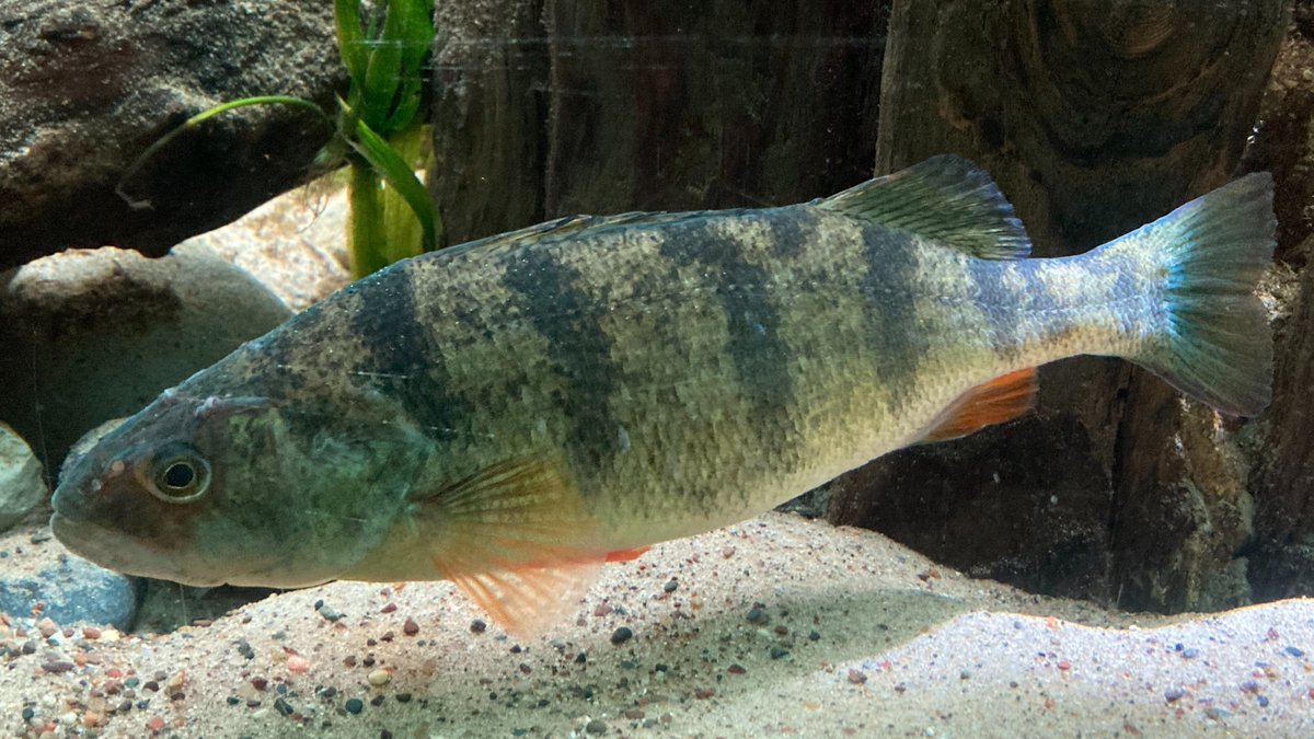 こんどう ゆうき Yuki Kondo tweet media