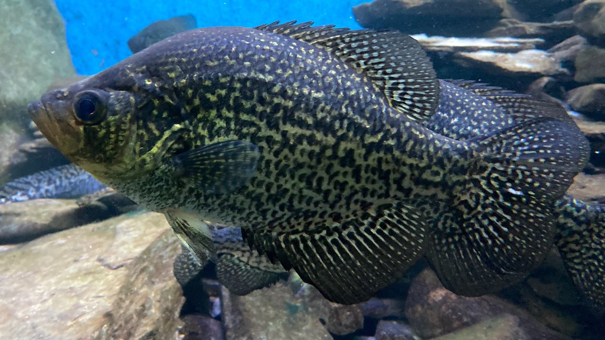 こんどう ゆうき Yuki Kondo tweet media