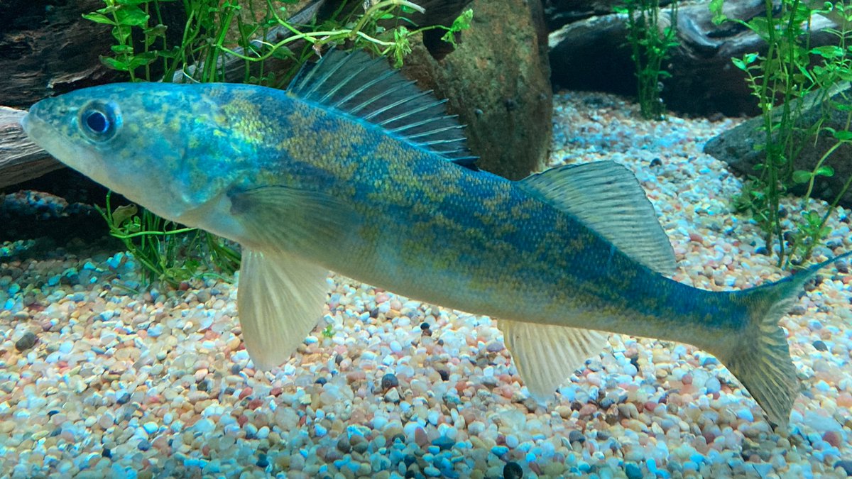 こんどう ゆうき Yuki Kondo tweet media