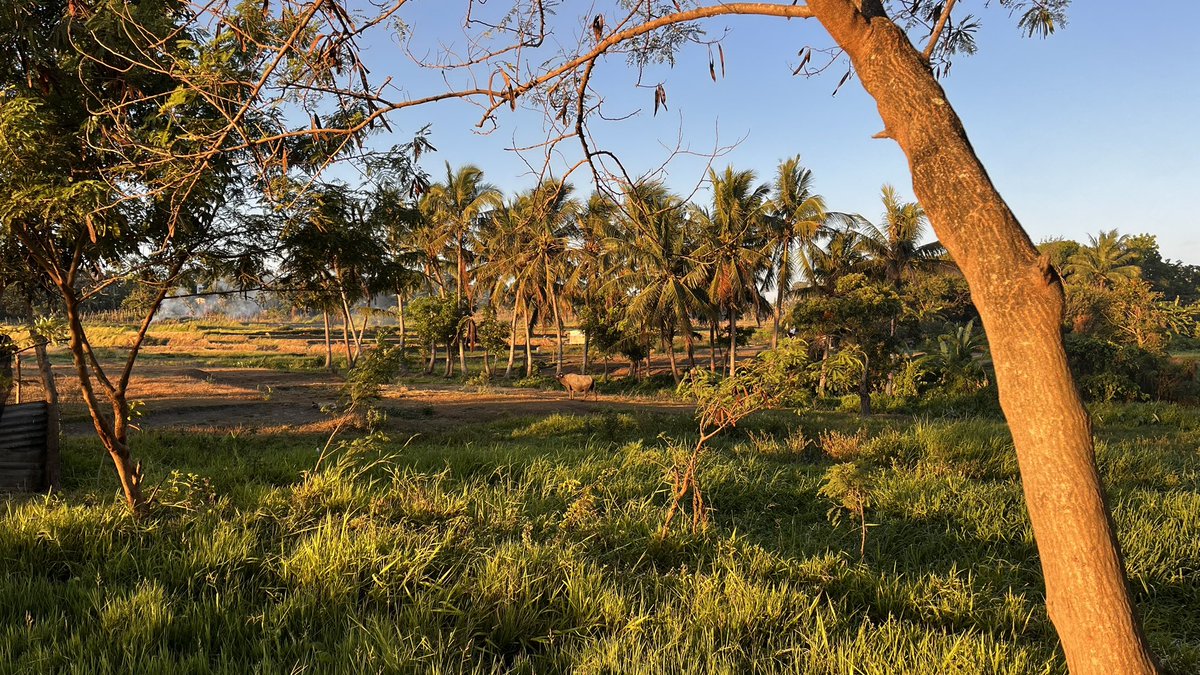 Lati (Heer) tweet media