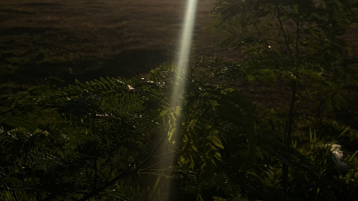 Lati (Heer) tweet media