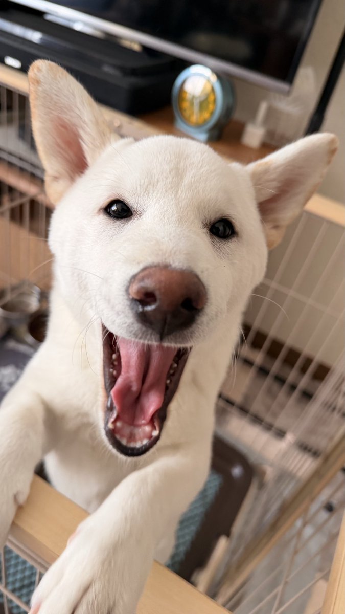 コタロー@闇鍋 tweet media