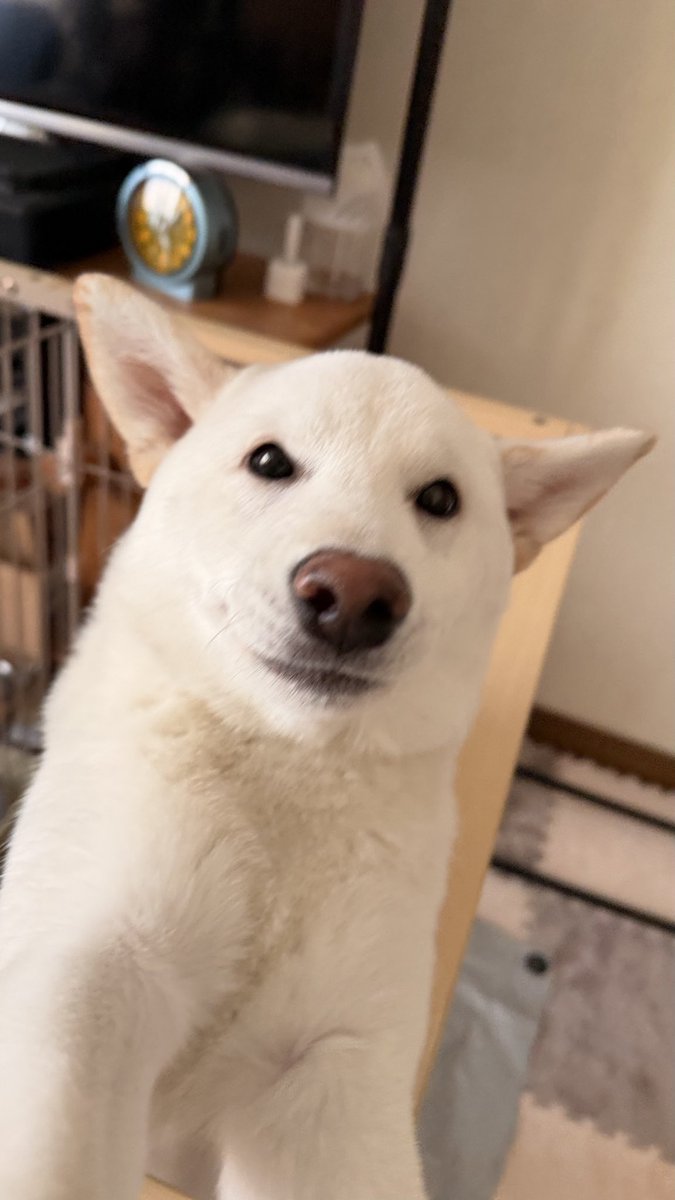 コタロー@闇鍋 tweet media