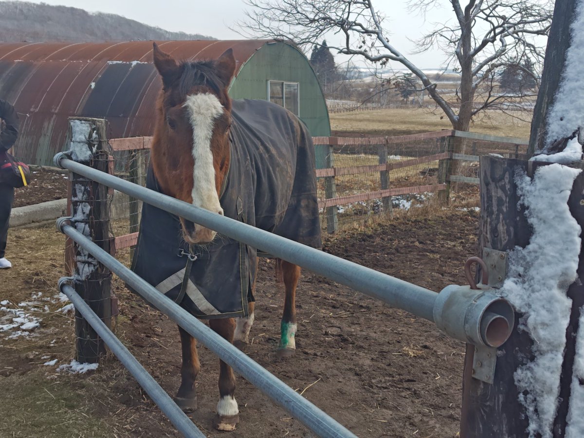 にょろにょろぴょん tweet media