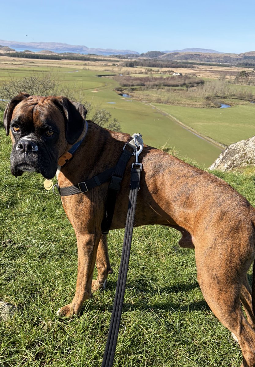 Becks Boxer tweet media