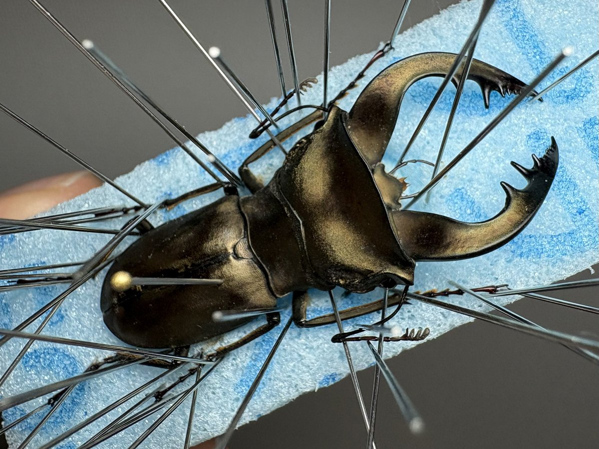 セルヴォラン tweet media