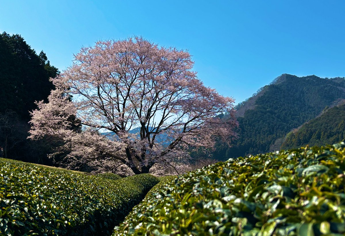 piccoloman3's tweet photo. 三重 竹原の淡墨桜🌸 https://t.co/7ibN4TuD2W