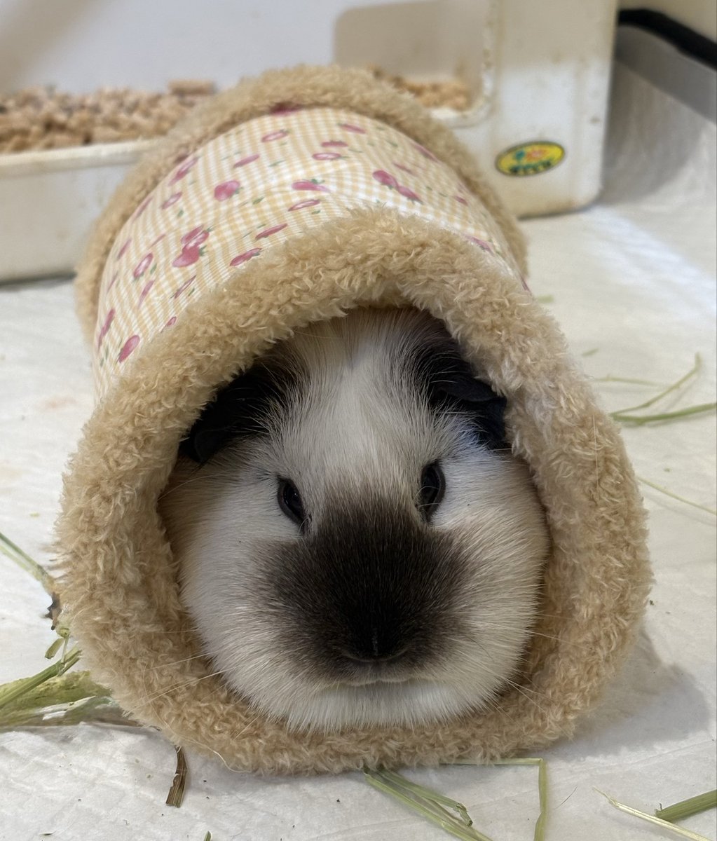 大福きなこ tweet media