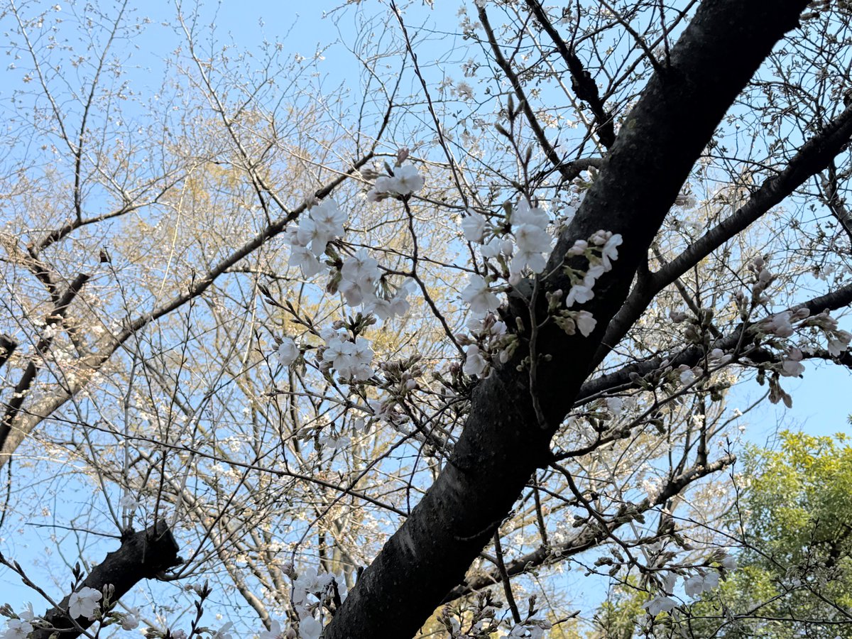 ハッチャン：ランニングアドバイザー tweet media