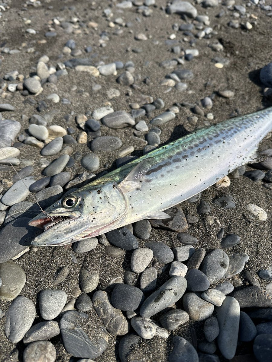 不破　大智 tweet media