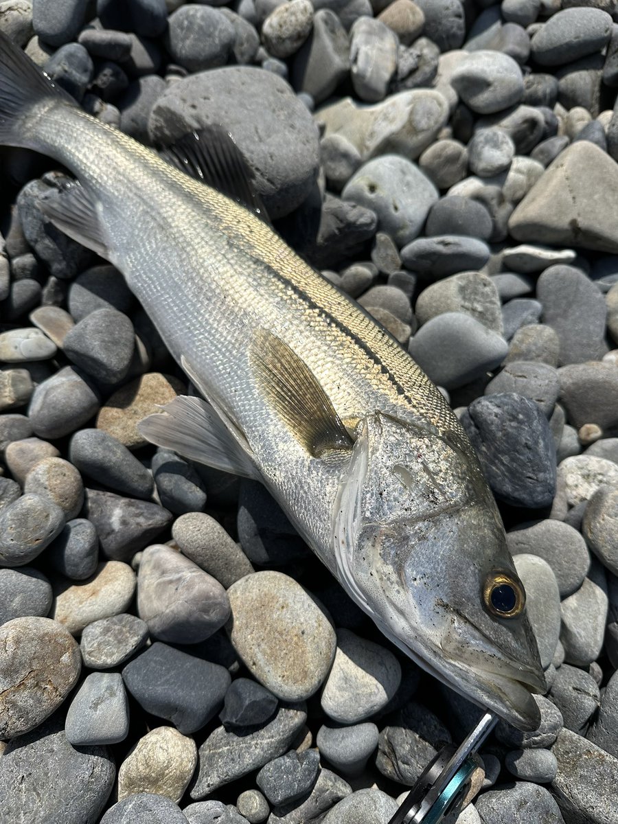 不破　大智 tweet media