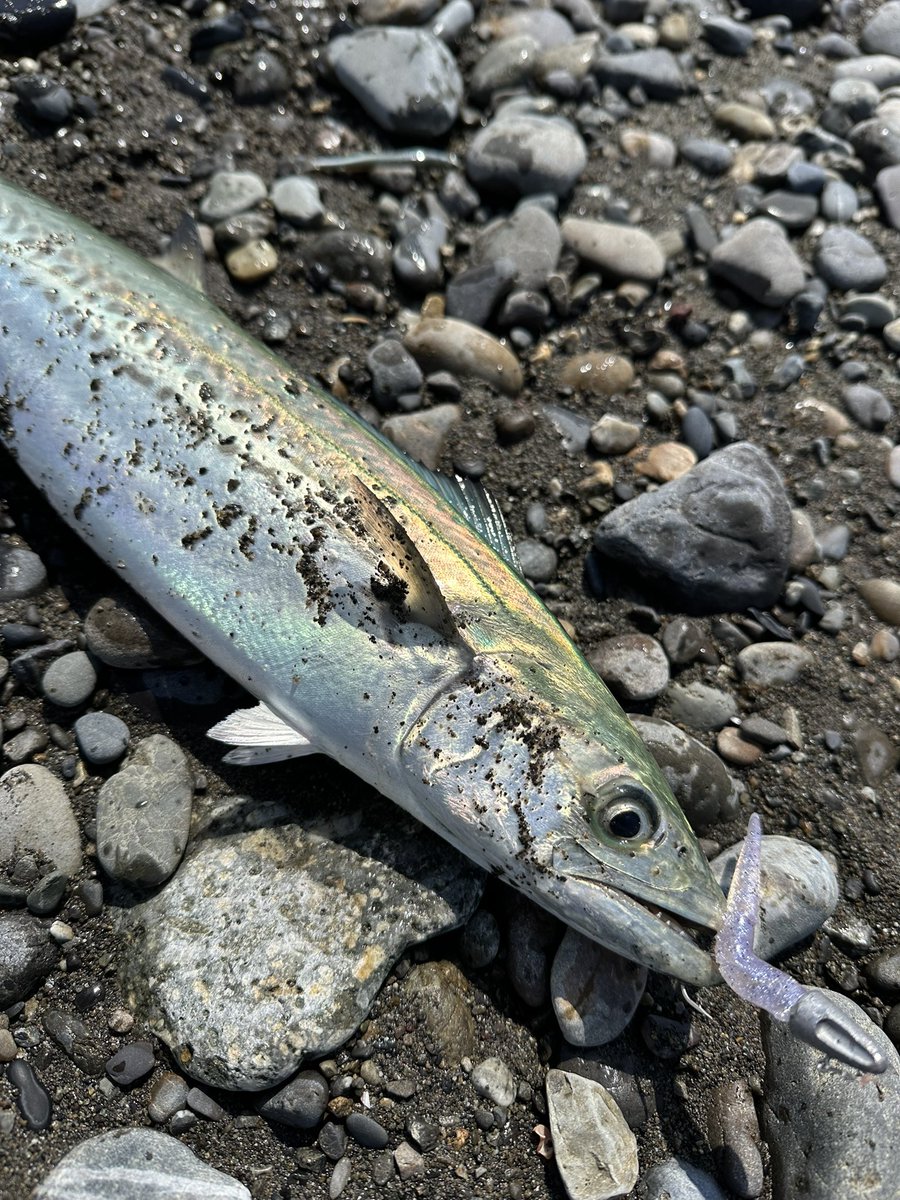 不破　大智 tweet media