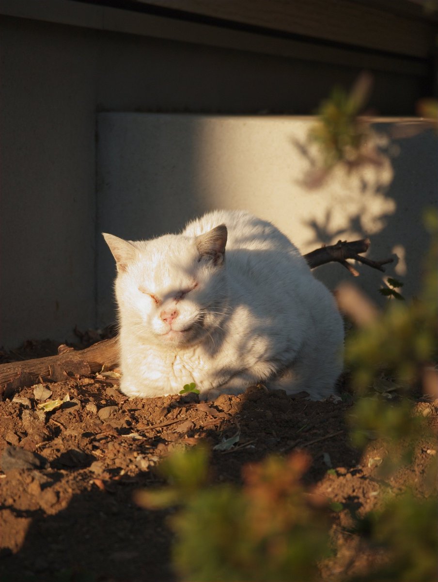 いとうり / itouri tweet media