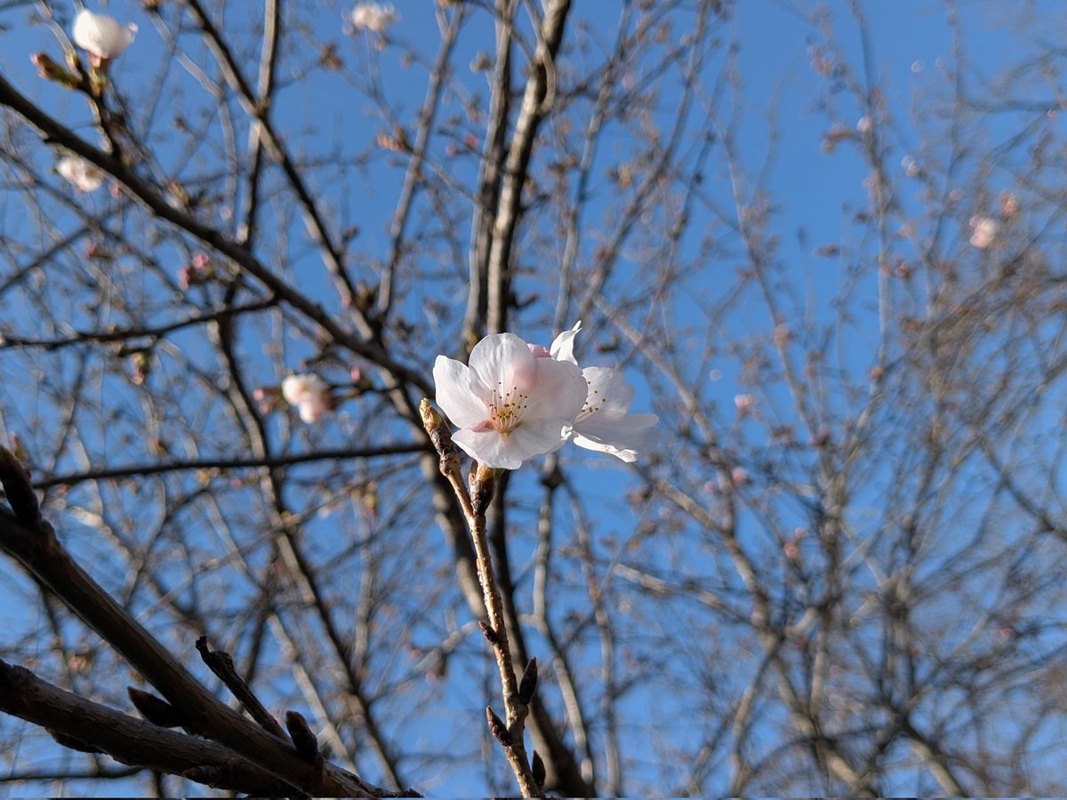 レーヴ・フォグリート (Rêve Foglit)🔰 tweet media