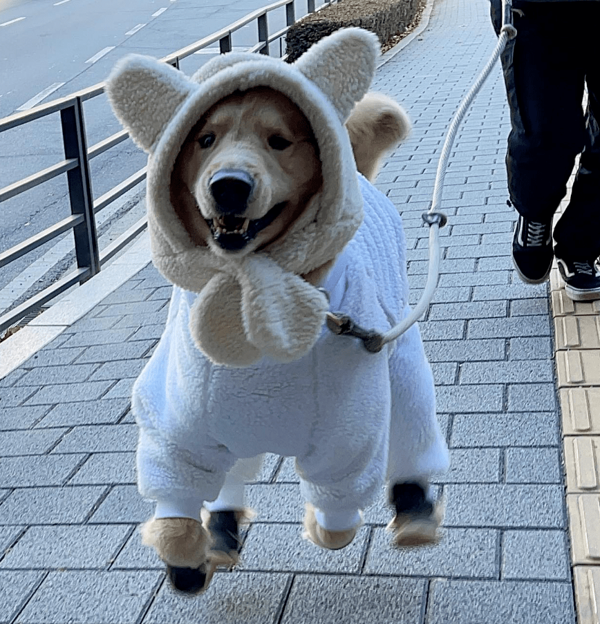 Renato Gomes tweet media