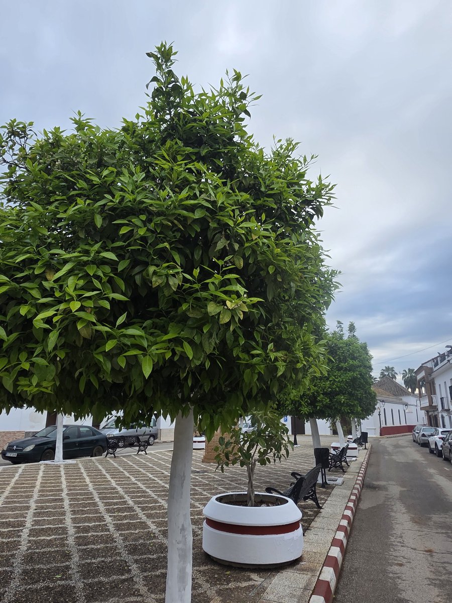 PEDROLRM's tweet photo. @agropopular Buenos y muy nublados días desde Alcolea del Río (Sevilla) con una temperatura de 13° C y una máxima prevista de 21° C, la respuesta a la pregunta formulada en el concurso de hoy es "ISABEL II"buen fin de semana para todos los Agropopuleros y sus familias. #AgropopularAgua. https://t.co/m4rozt14hA