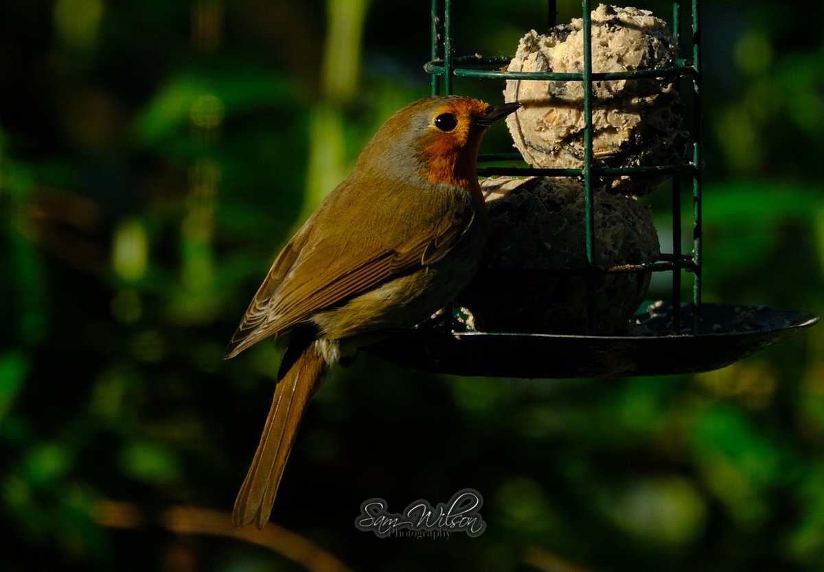 Sam WilsonLandscapes tweet media