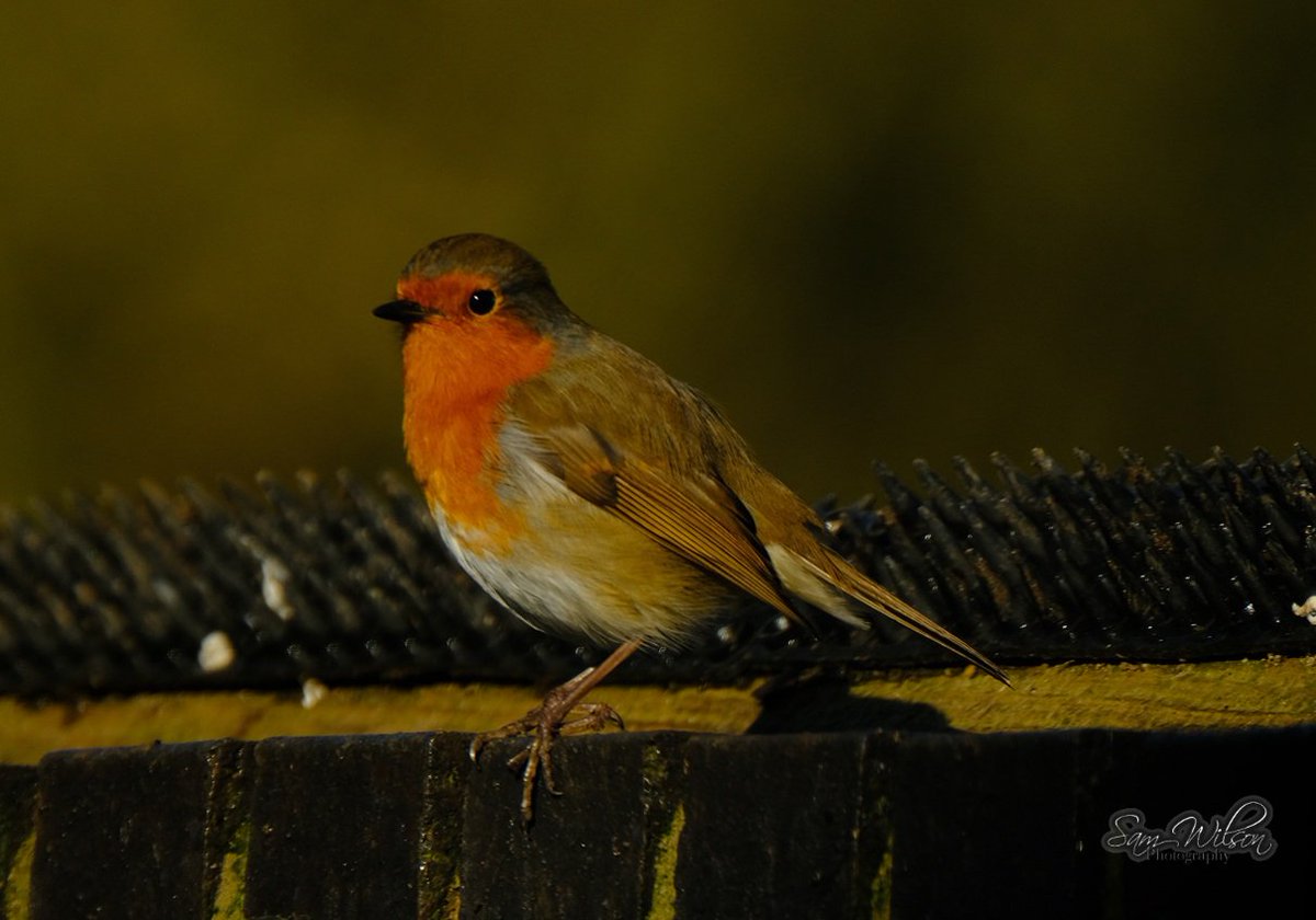 Sam WilsonLandscapes tweet media