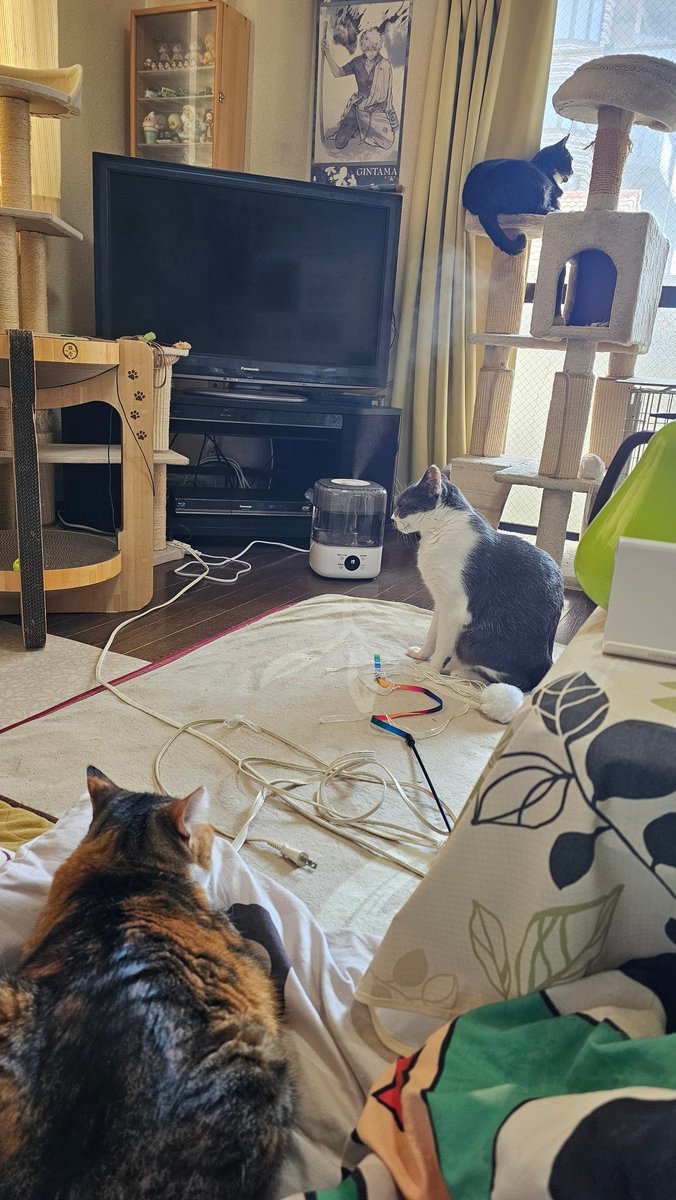 アオイくん tweet media