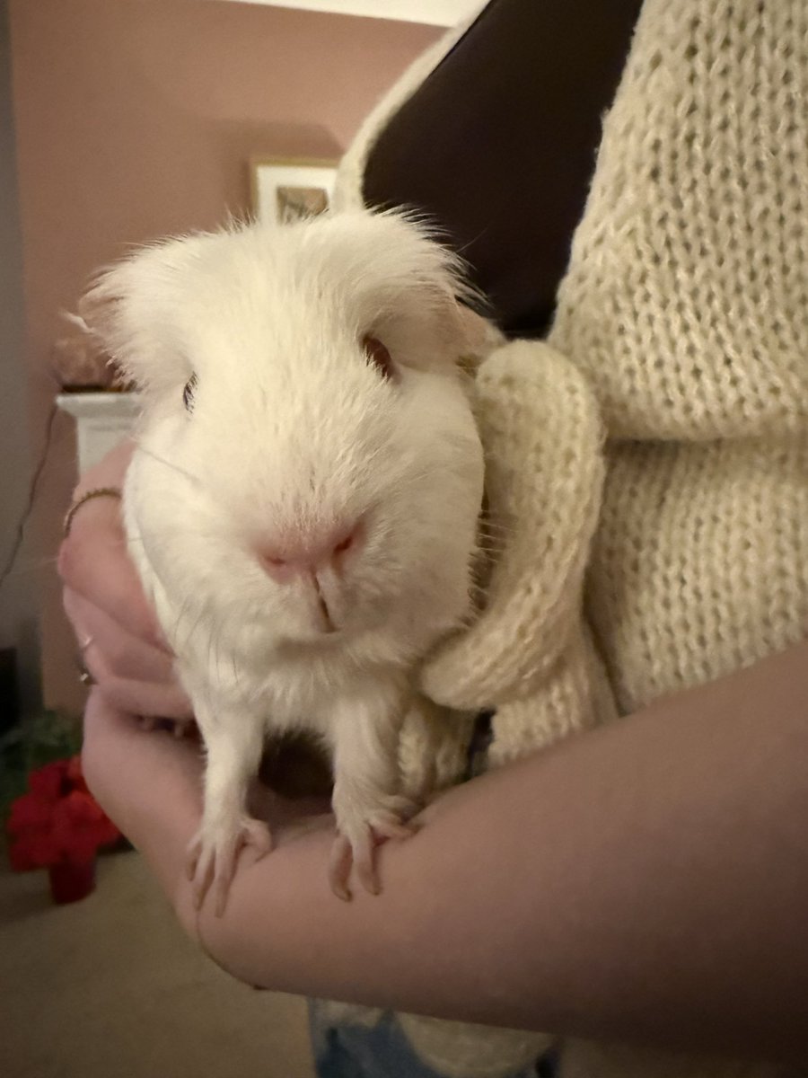 Peter O'Hanlon tweet media