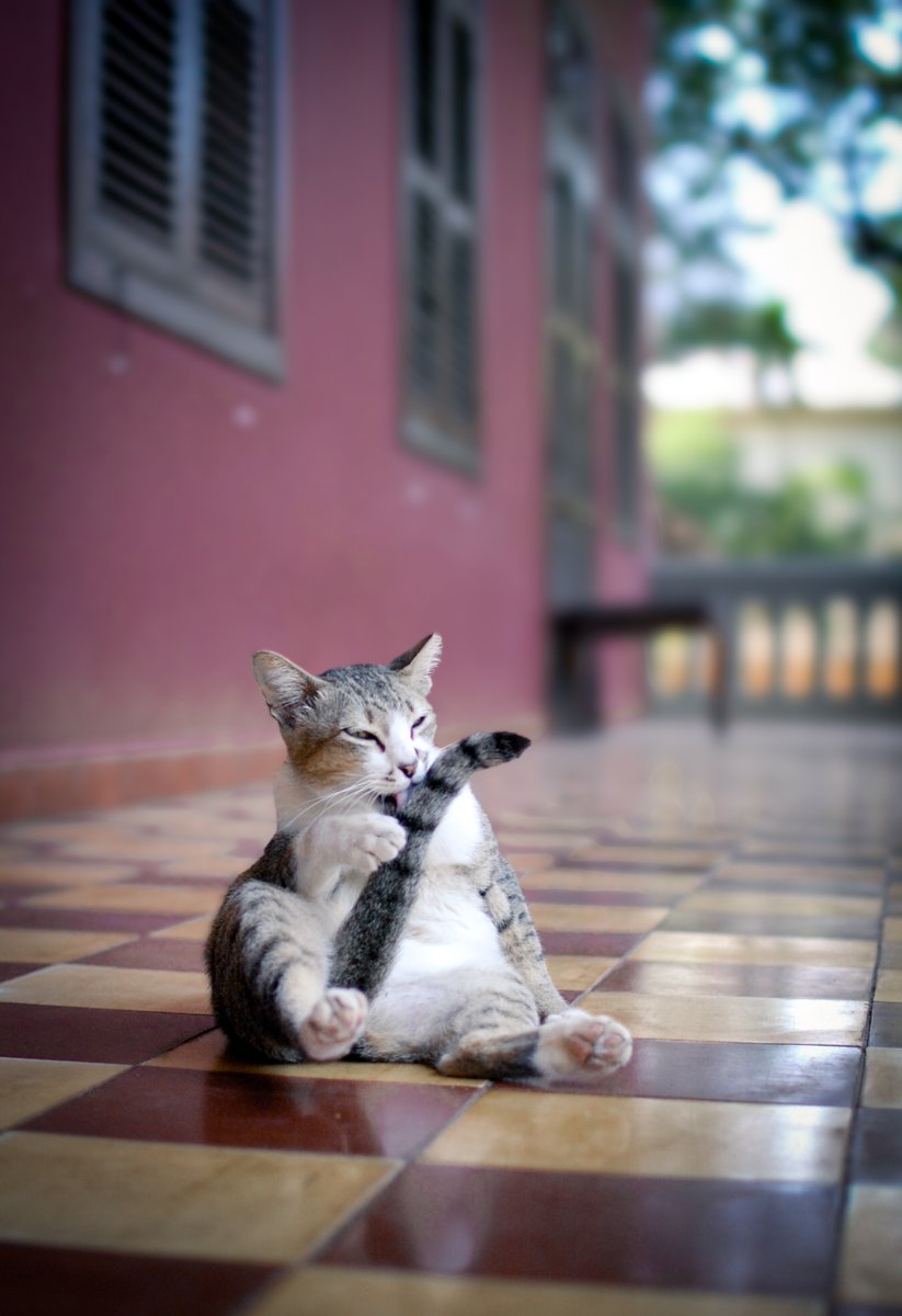 Lotus Design 🇰🇭 Cambodia tweet media