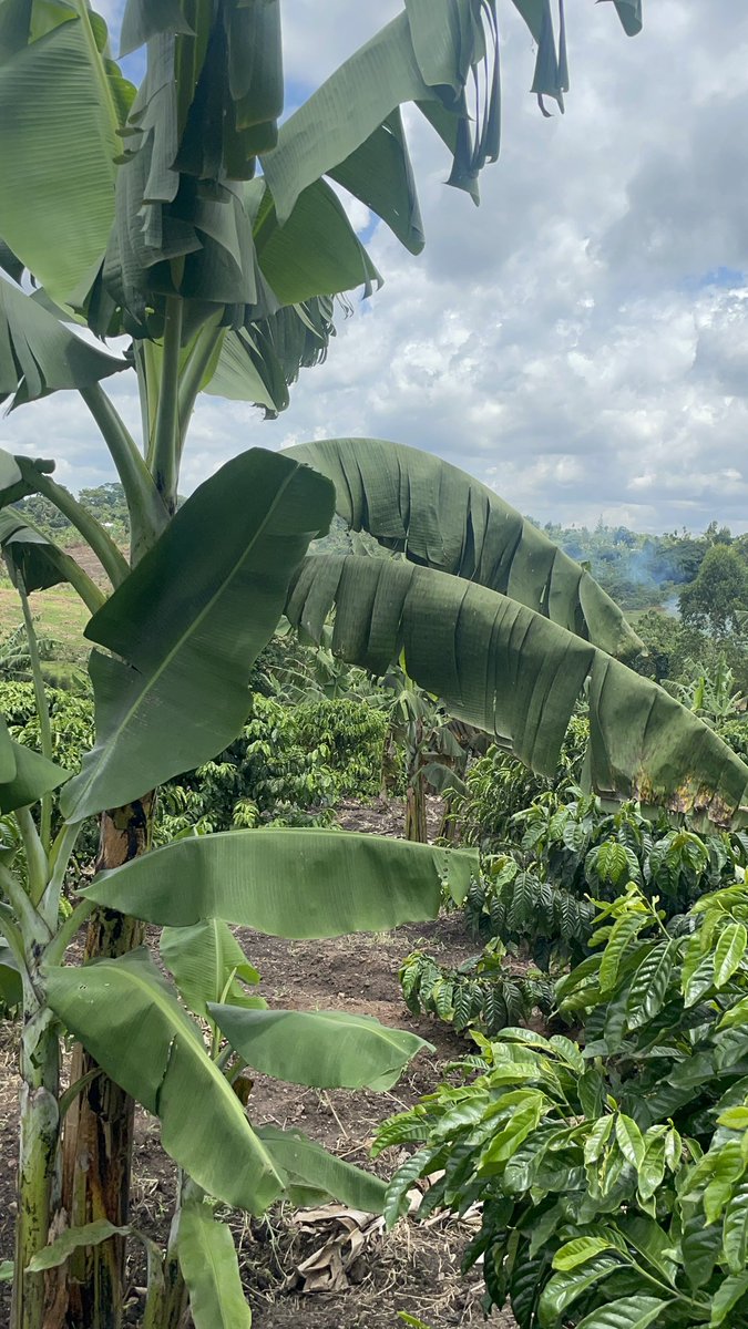Muganzisecure's tweet photo. Today is International Day of Forests and as I walk through my coffee garden, I keep thinking about one thing we were never meant to cut down trees to grow coffee.

For a long time many of us believed that clearing land was the only way coffee (Coffea) could do well. But the more I continue farming, the more I see the opposite is actually true.

Coffee loves company. It thrives under trees in a setting that feels like a natural forest. That’s what coffee agroforestry is about growing coffee with trees not against them. The trees protect the soil, keep moisture in the ground and reduce the stress from too much sun.

But there is something even more interesting I’ve noticed. Coffee grown in this kind of environment doesn’t just survive it becomes better. The beans are richer the cup has more flavor and you can actually taste the difference. It’s slower growth yes, but that slowness brings out quality.

So instead of cutting down forests to plant coffee, we can actually grow coffee in a way that protects and even rebuilds those same forests.

For me, this is the future farming where productivity and nature move together. Where every tree on the farm is not a barrier but part of the system. 

And in bind to keep this promise, madam @Muyodi_Shakie can you link me to @GoodForestsUg we plant about 1000 trees in my next coffee project ? If yes I will glad to support the cause 
For God and my country 

Grow coffee. Keep trees. Build forests.