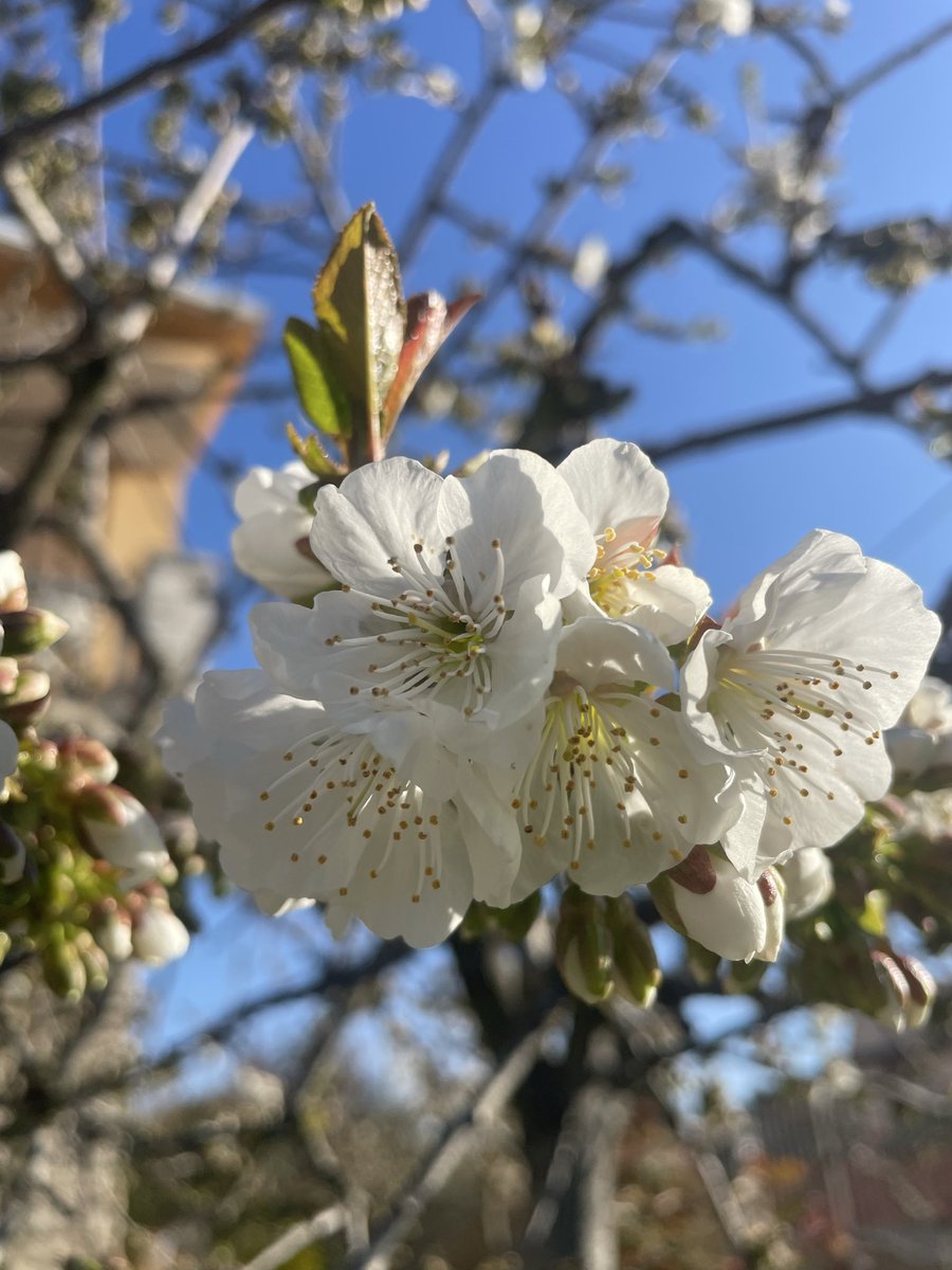 Estela II*II tweet media