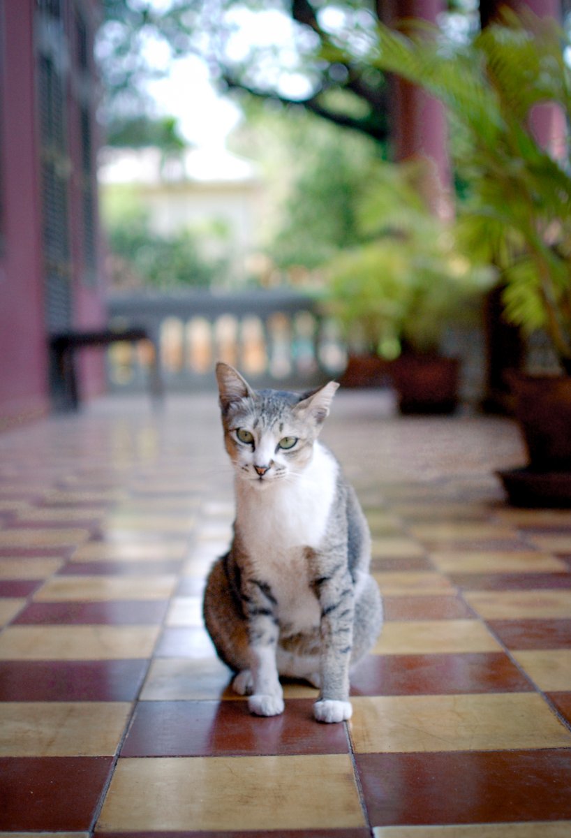 Lotus Design 🇰🇭 Cambodia tweet media