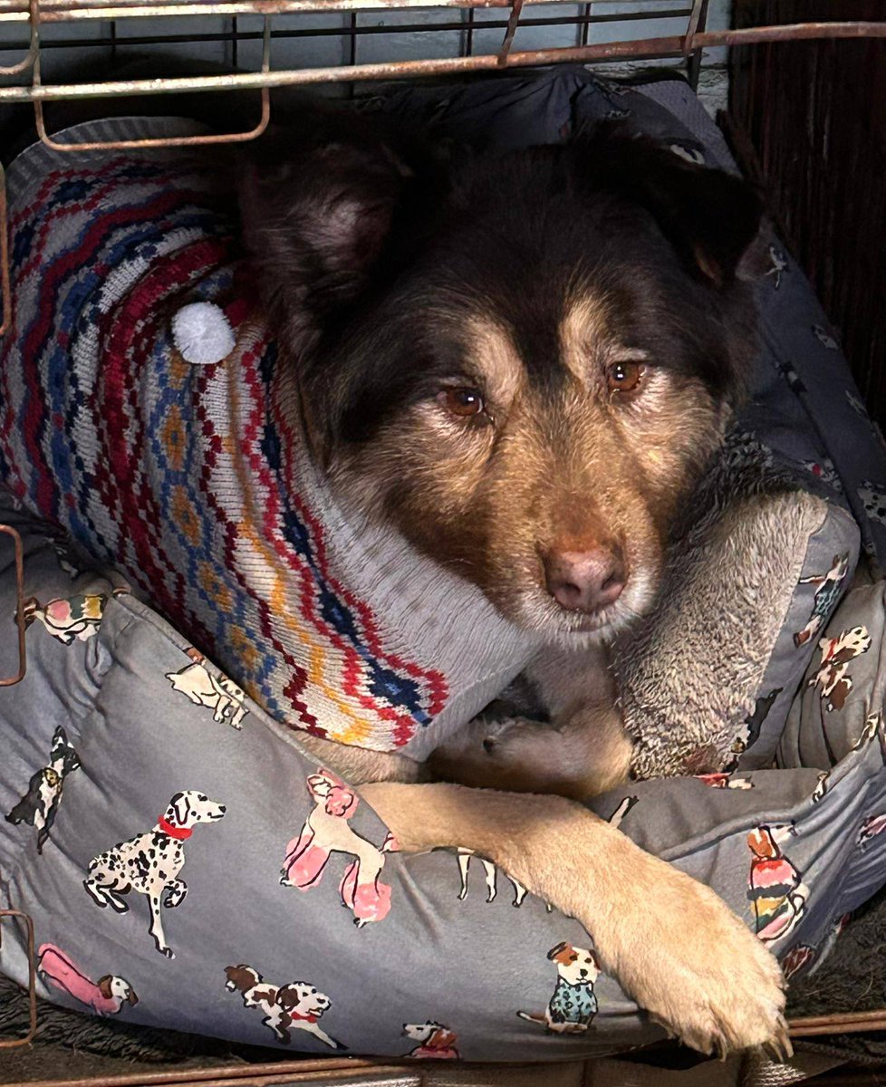 Pawprints to Freedom Rescue🐾 tweet media