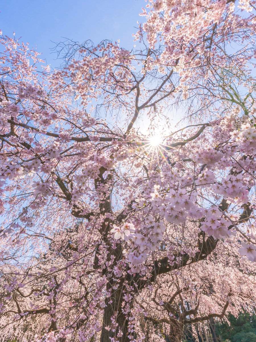 weak_s_days's tweet photo. 春のやわらかい光につつまれて…
新宿御苑のしだれ桜が、満開になりました。 https://t.co/DbDXRkBs63