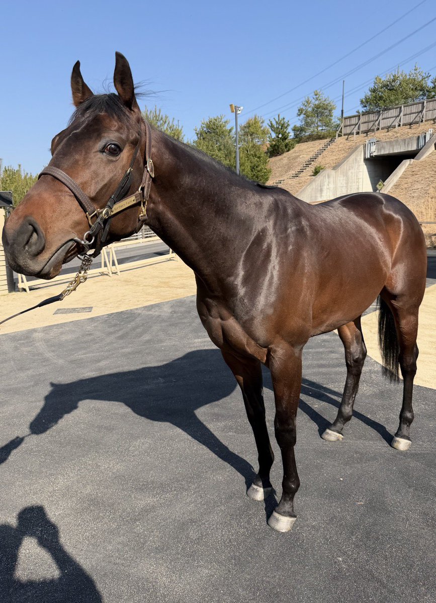 かずっち tweet media