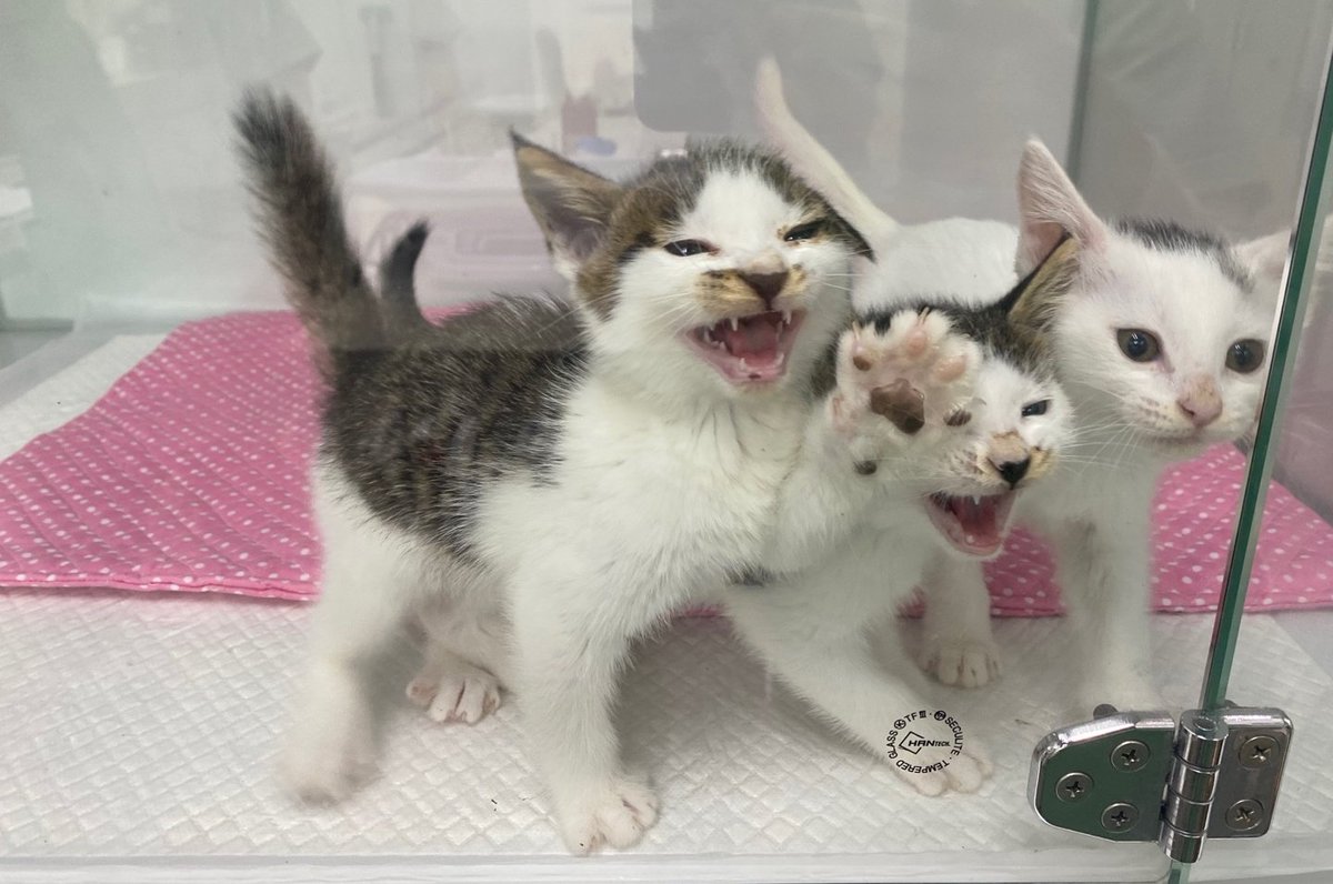 앵알이 tweet media