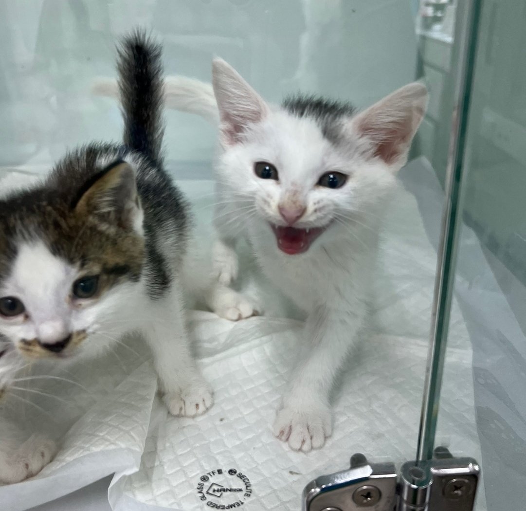 앵알이 tweet media