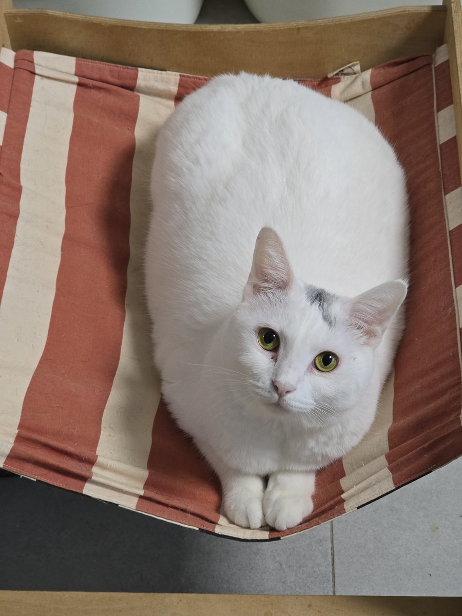 앵알이 tweet media