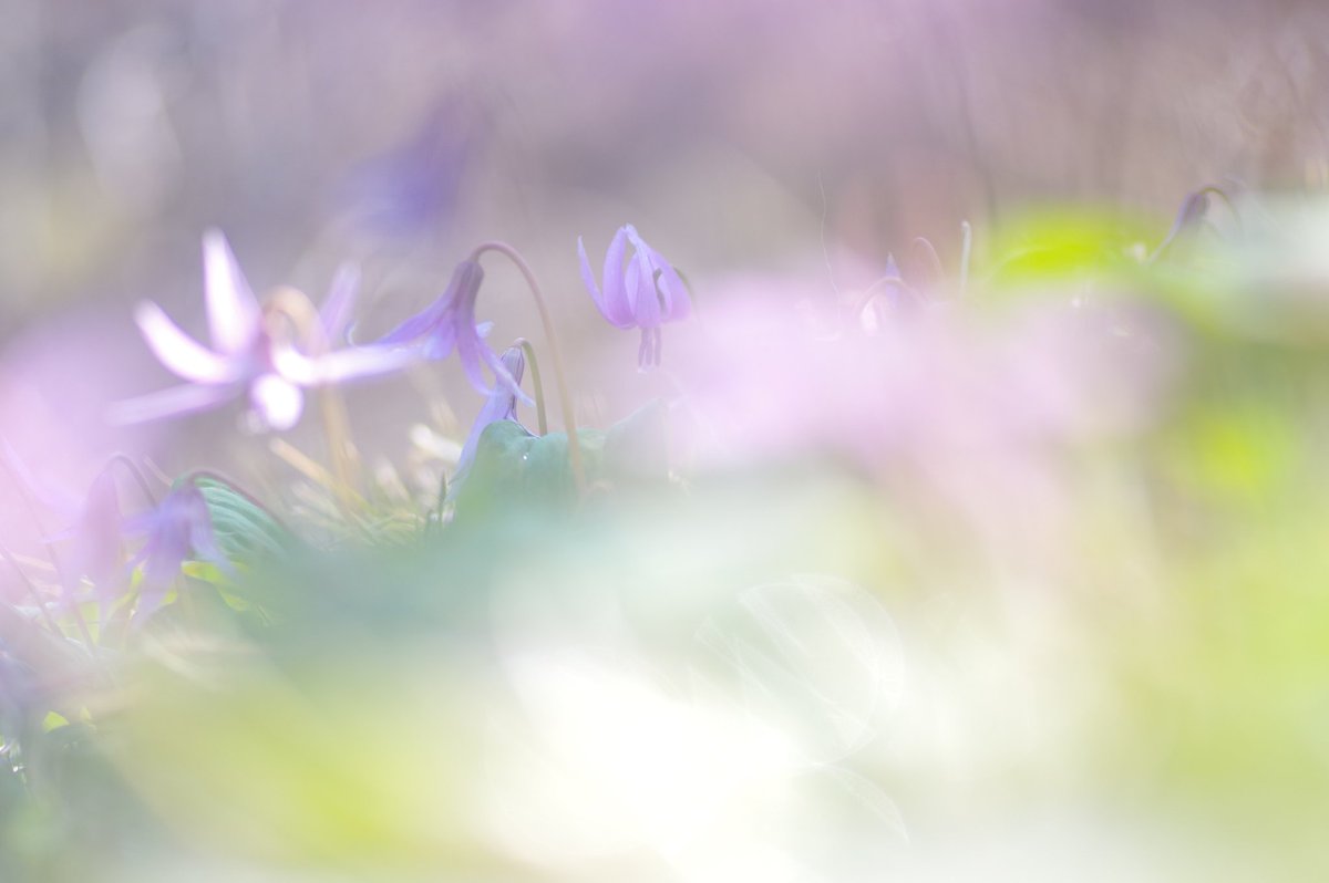 花は咲く

#かたくり
#かたくりの花
#写真
#写真で奏でる私の世界 
#ファインダー越しの私の世界
#町田
#薬師池公園