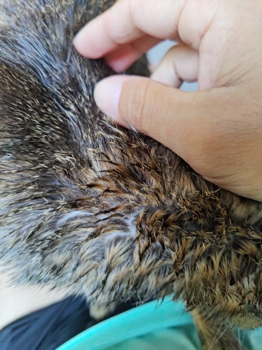 興騎天 tweet media